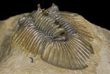 Spiny Scabriscutellum Trilobite With Bite - Foum Zguid, Morocco #171024-4